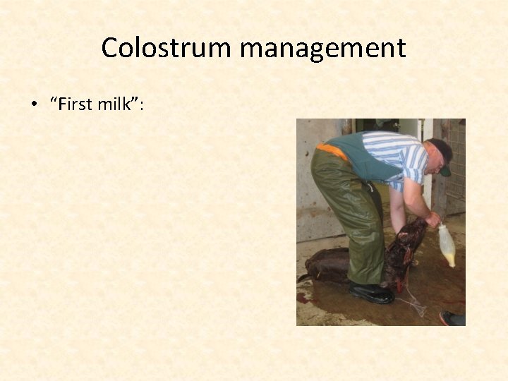 Colostrum management • “First milk”: 