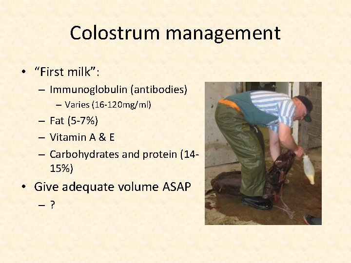 Colostrum management • “First milk”: – Immunoglobulin (antibodies) – Varies (16 -120 mg/ml) –