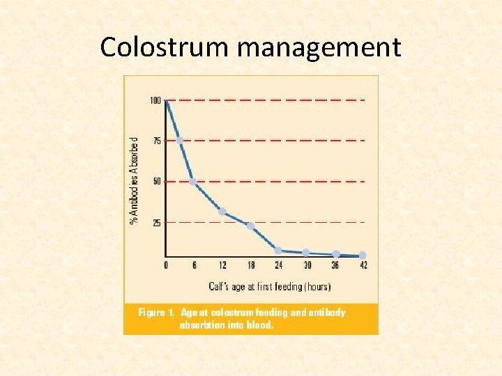 Colostrum management 