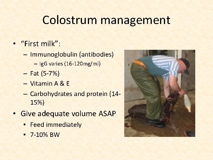 Colostrum management • “First milk”: – Immunoglobulin (antibodies) – Ig. G varies (16 -120 Colostrum management • “First milk”: – Immunoglobulin (antibodies) – Ig. G varies (16 -120