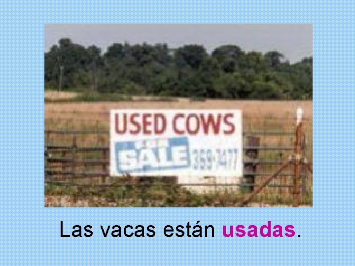 Las vacas están usadas. 