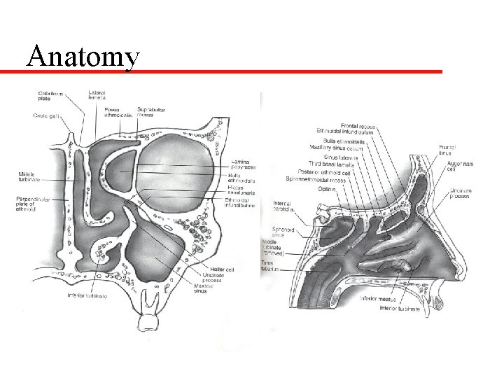 Anatomy 