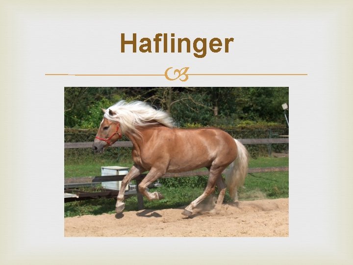 Haflinger 