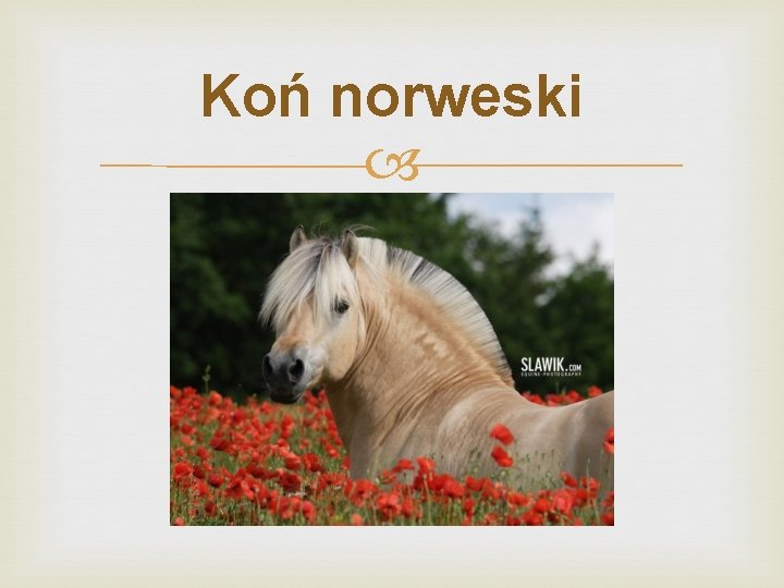 Koń norweski 