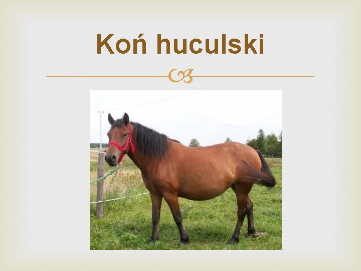 Koń huculski 
