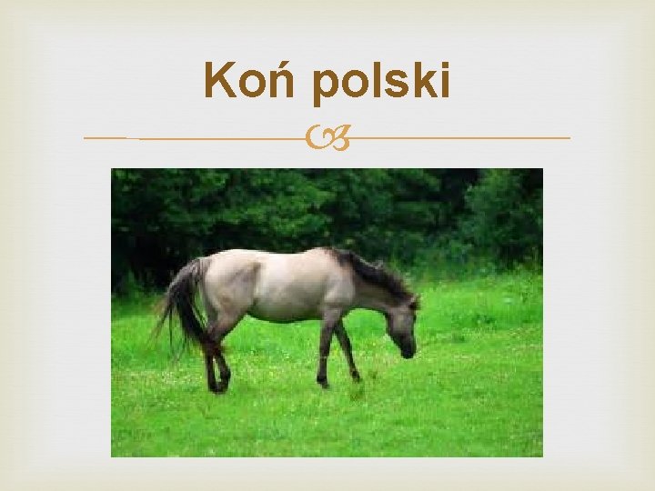 Koń polski 