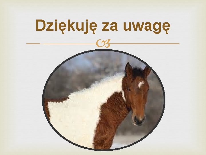 Dziękuję za uwagę 