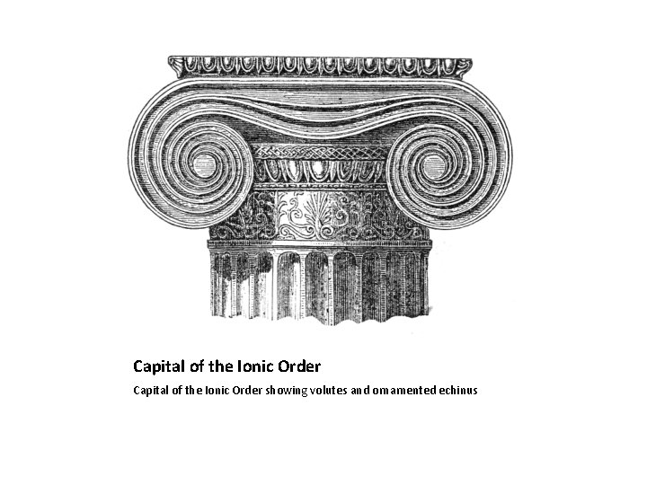 Capital of the Ionic Order showing volutes and ornamented echinus 