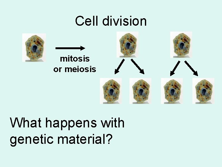 Cell division mitosis or meiosis What happens with genetic material? 