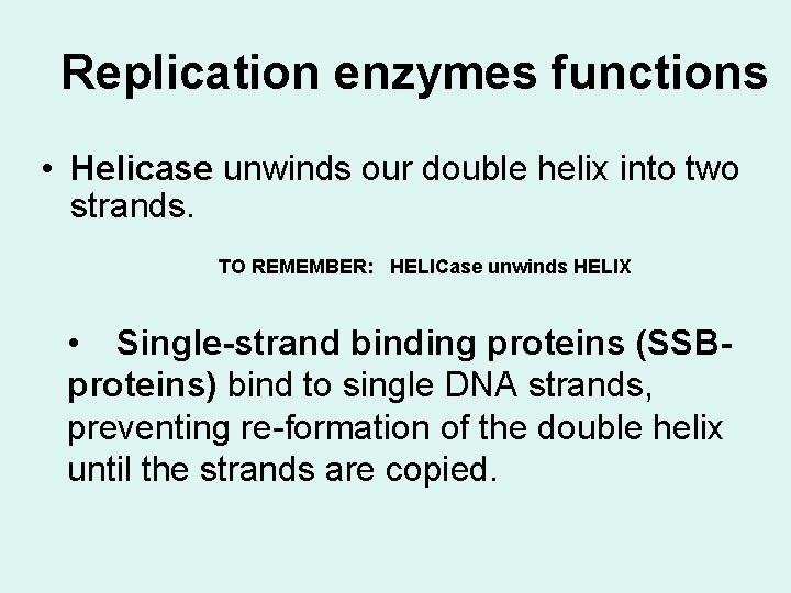 Replication enzymes functions • Helicase unwinds our double helix into two strands. TO REMEMBER: