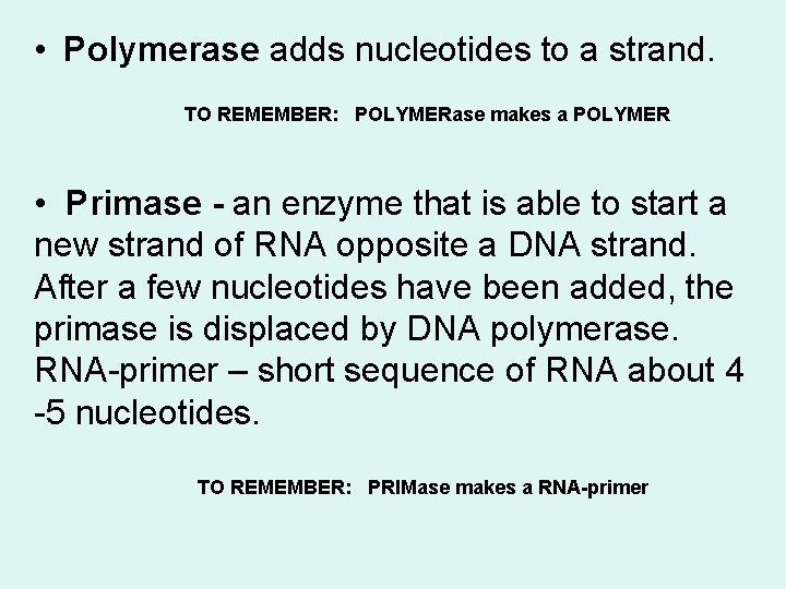  • Polymerase adds nucleotides to a strand. TO REMEMBER: POLYMERase makes a POLYMER