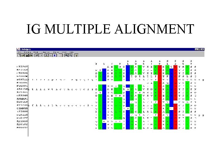 IG MULTIPLE ALIGNMENT 