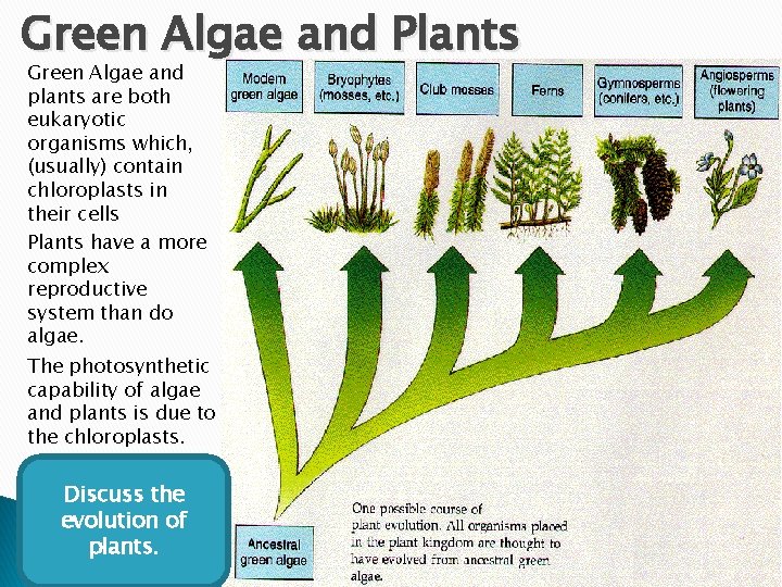 Green Algae and Plants Green Algae and plants are both eukaryotic organisms which, (usually)
