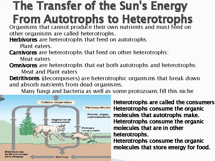 The Transfer of the Sun's Energy From Autotrophs to Heterotrophs Organisms that cannot produce