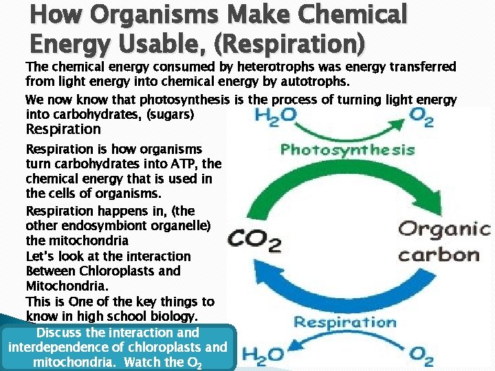 How Organisms Make Chemical Energy Usable, (Respiration) The chemical energy consumed by heterotrophs was