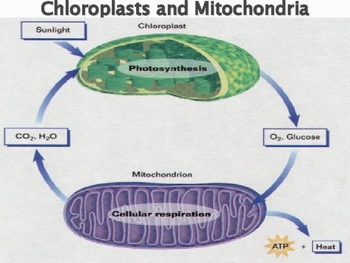 Chloroplasts and Mitochondria Note that the products of photosynthesis are used in respiration, and