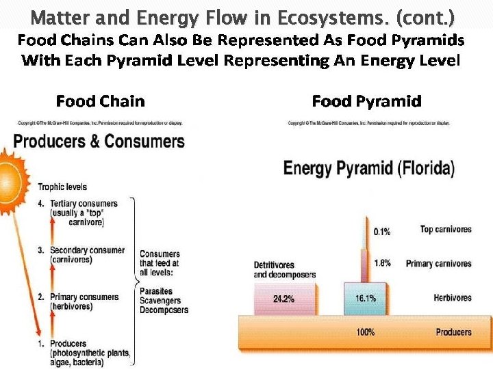 Matter and Energy Flow in Ecosystems. (cont. ) Examples of food chains. Each organism