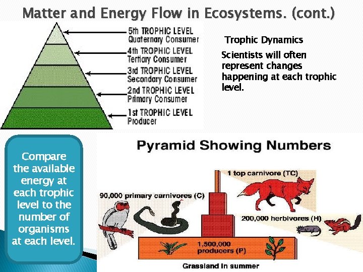 Matter and Energy Flow in Ecosystems. (cont. ) Trophic Dynamics Scientists will often represent