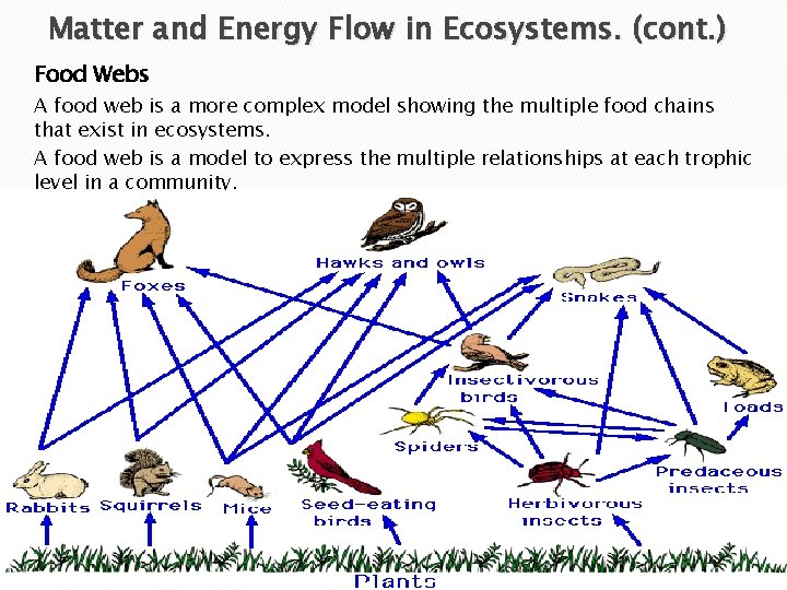 Matter and Energy Flow in Ecosystems. (cont. ) Food Webs A food web is
