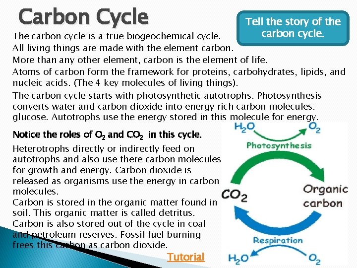 Carbon Cycle Tell the story of the carbon cycle. The carbon cycle is a