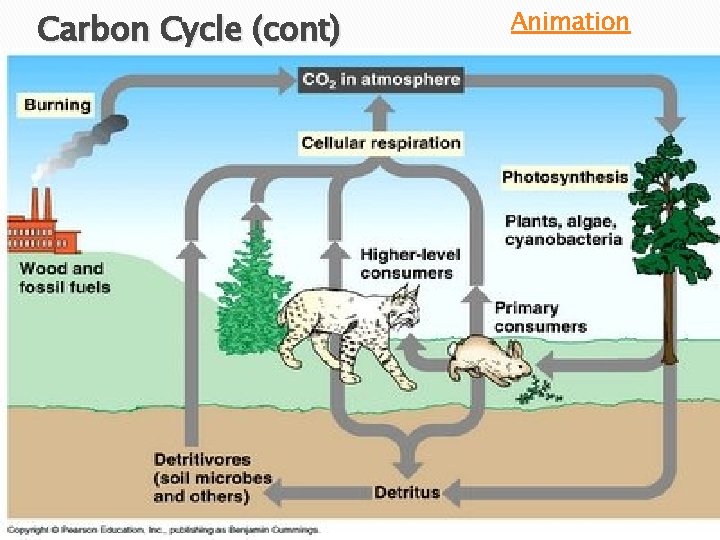 Carbon Cycle (cont) Animation 