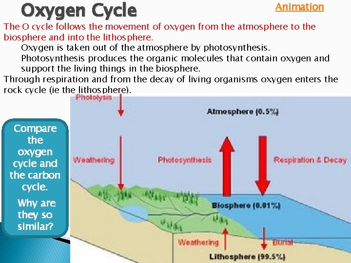 Oxygen Cycle Animation The O cycle follows the movement of oxygen from the atmosphere