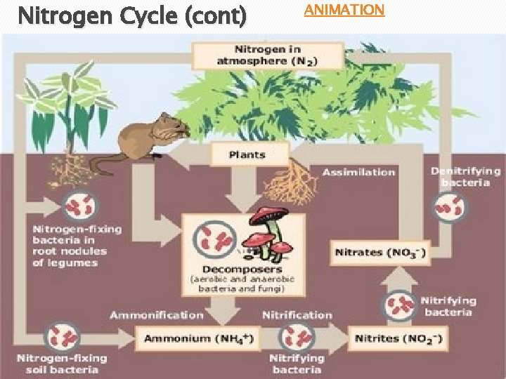 Nitrogen Cycle (cont) ANIMATION 