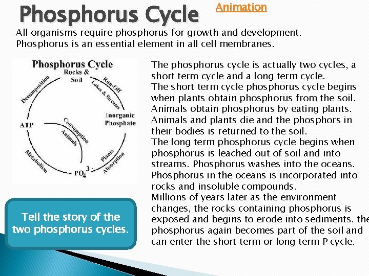 Phosphorus Cycle Animation All organisms require phosphorus for growth and development. Phosphorus is an