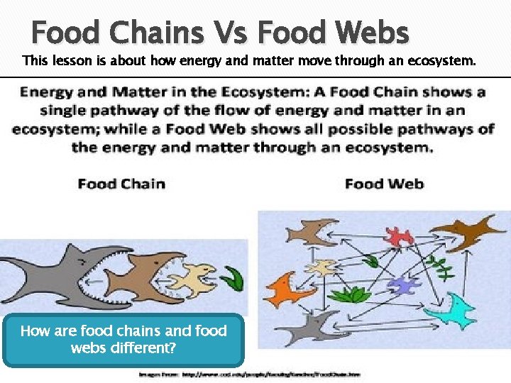 Food Chains Vs Food Webs This lesson is about how energy and matter move