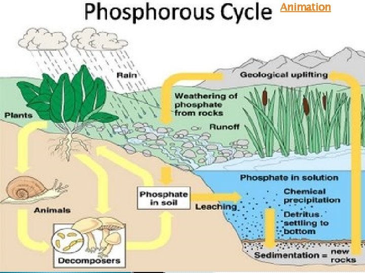 Phosphorus Cycle (cont) Animation 