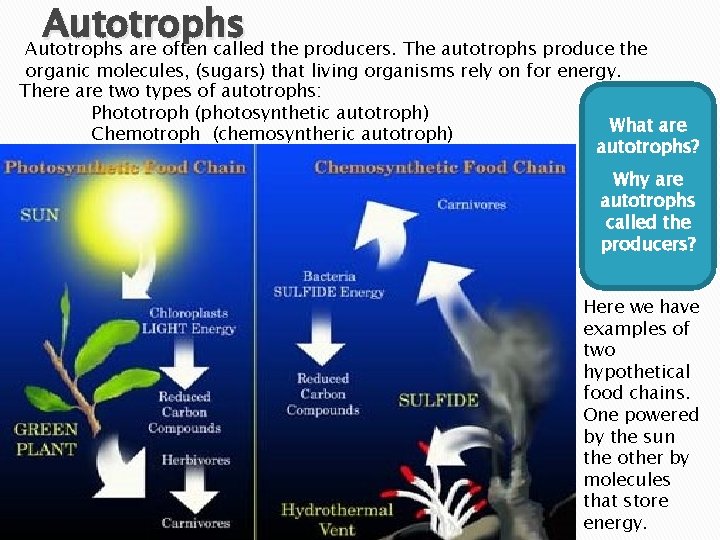 Autotrophs are often called the producers. The autotrophs produce the organic molecules, (sugars) that
