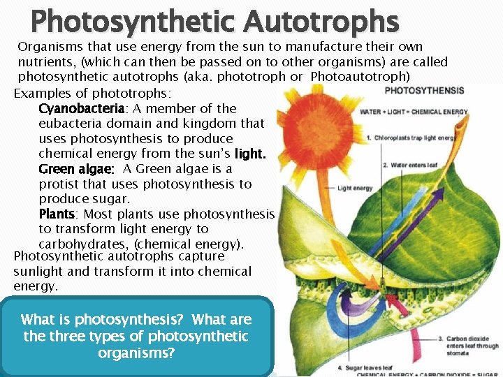 Photosynthetic Autotrophs Organisms that use energy from the sun to manufacture their own nutrients,