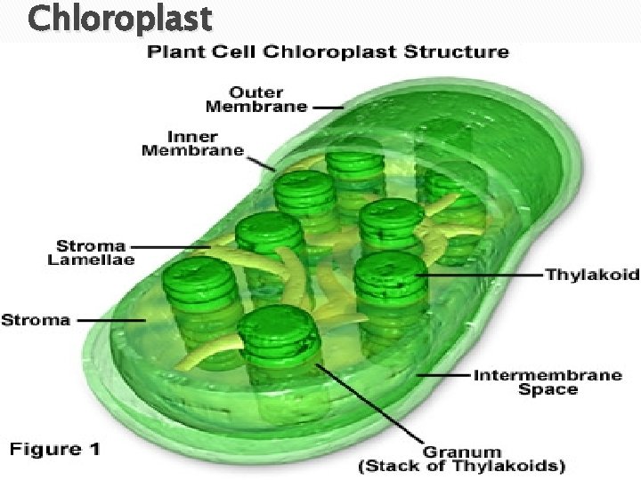 Chloroplast � Found in plant cells, animal cells do not contain chloroplasts. � Contains