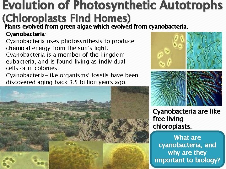 Evolution of Photosynthetic Autotrophs (Chloroplasts Find Homes) Plants evolved from green algae which evolved