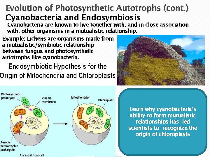 Evolution of Photosynthetic Autotrophs (cont. ) Cyanobacteria and Endosymbiosis Cyanobacteria are known to live