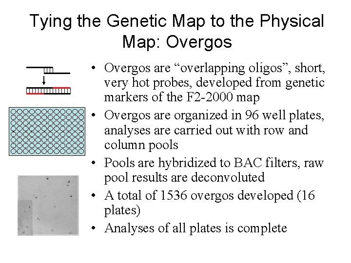 Tying the Genetic Map to the Physical Map: Overgos • Overgos are “overlapping oligos”,