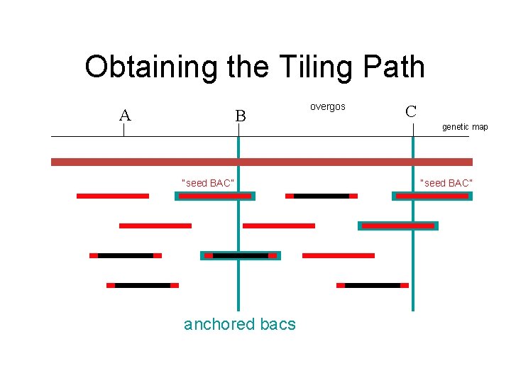 Obtaining the Tiling Path A B “seed BAC” anchored bacs overgos C genetic map