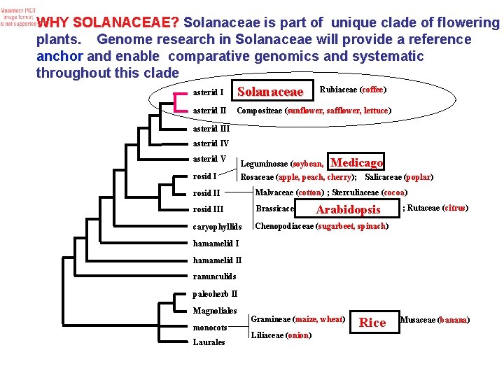 WHY SOLANACEAE? Solanaceae is part of unique clade of flowering plants. Genome research in