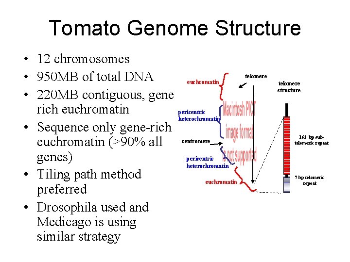Tomato Genome Structure • 12 chromosomes • 950 MB of total DNA euchromatin •