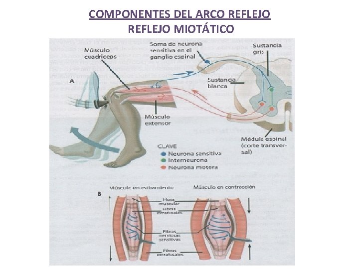 COMPONENTES DEL ARCO REFLEJO MIOTÁTICO 