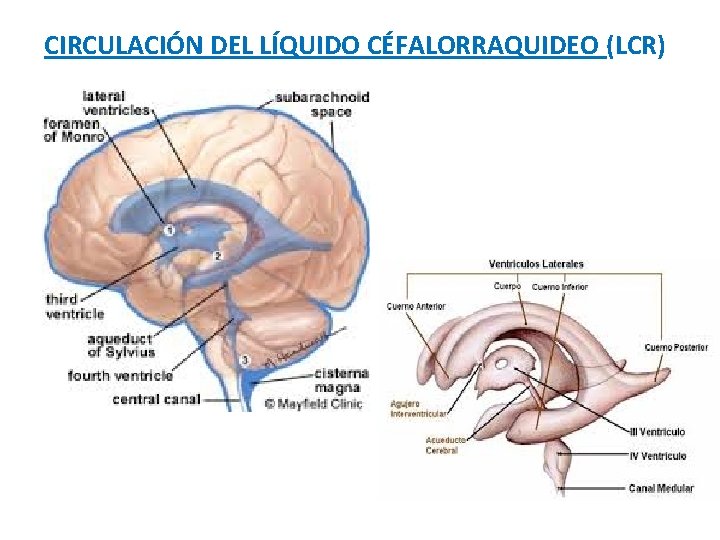 CIRCULACIÓN DEL LÍQUIDO CÉFALORRAQUIDEO (LCR) 