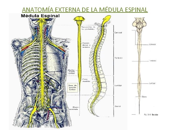 ANATOMÍA EXTERNA DE LA MÉDULA ESPINAL 