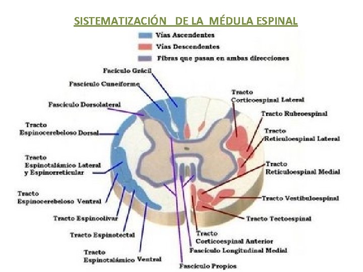 SISTEMATIZACIÓN DE LA MÉDULA ESPINAL 