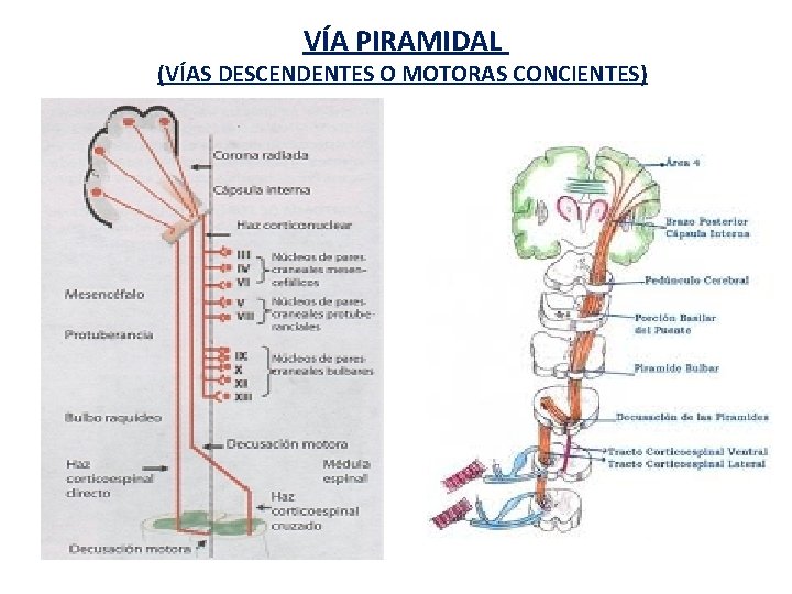 VÍA PIRAMIDAL (VÍAS DESCENDENTES O MOTORAS CONCIENTES) 