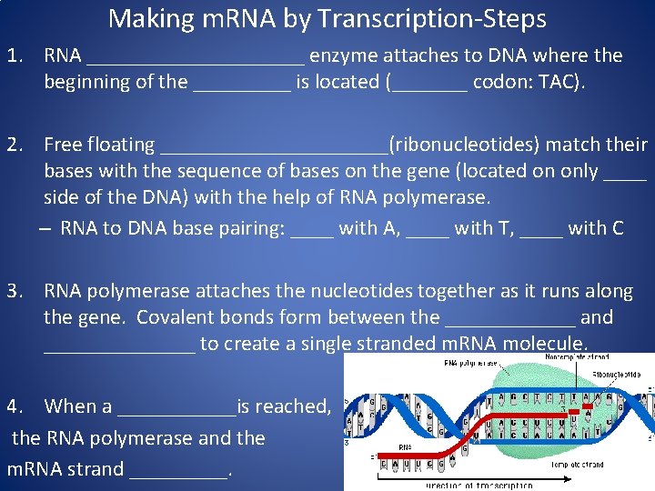 Making m. RNA by Transcription-Steps 1. RNA __________ enzyme attaches to DNA where the