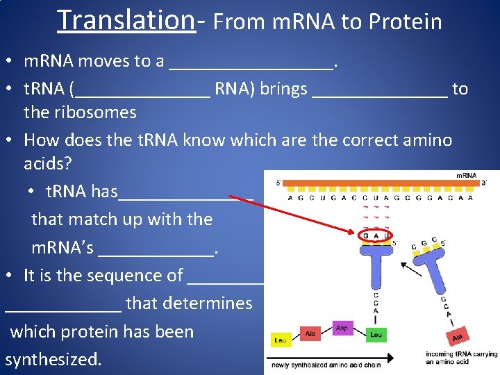 Translation- From m. RNA to Protein • m. RNA moves to a _________. •