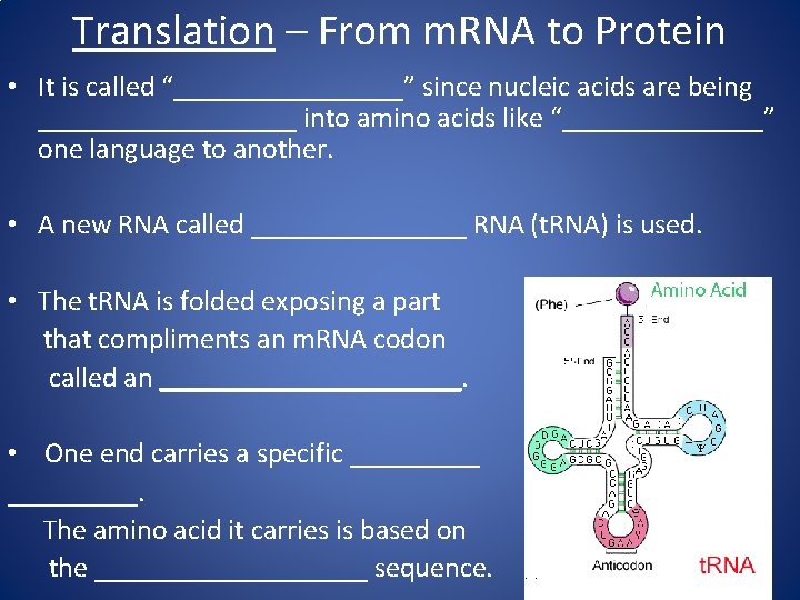 Translation – From m. RNA to Protein • It is called “________” since nucleic