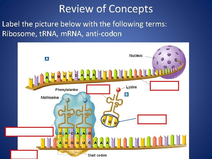 Review of Concepts Label the picture below with the following terms: Ribosome, t. RNA,