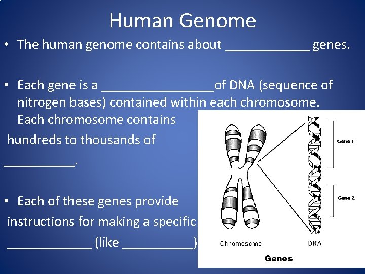 Human Genome • The human genome contains about ______ genes. • Each gene is