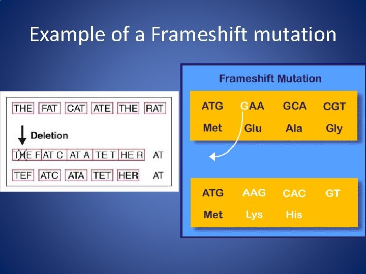 Example of a Frameshift mutation 
